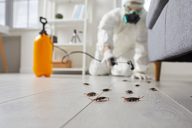 Commercial Rodent Management in Mulberry